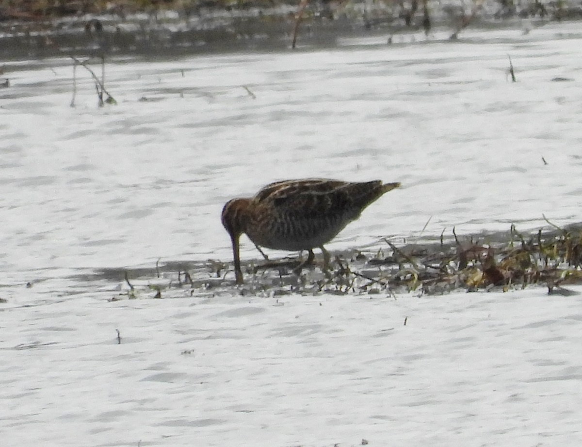 Wilson's Snipe - ML613482908