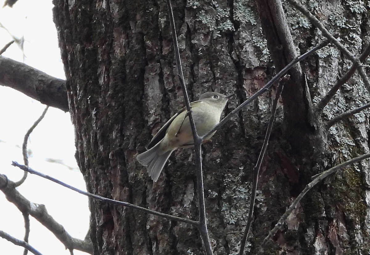 Ruby-crowned Kinglet - ML613482955