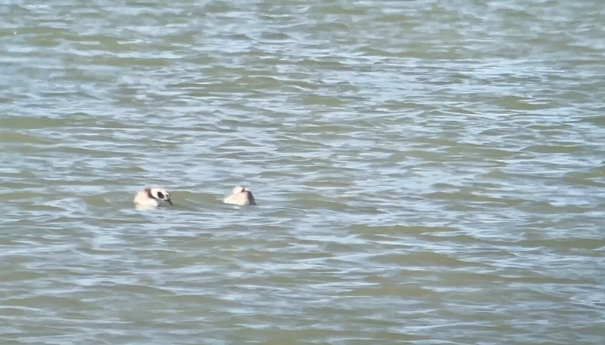 Long-tailed Duck - ML613482961