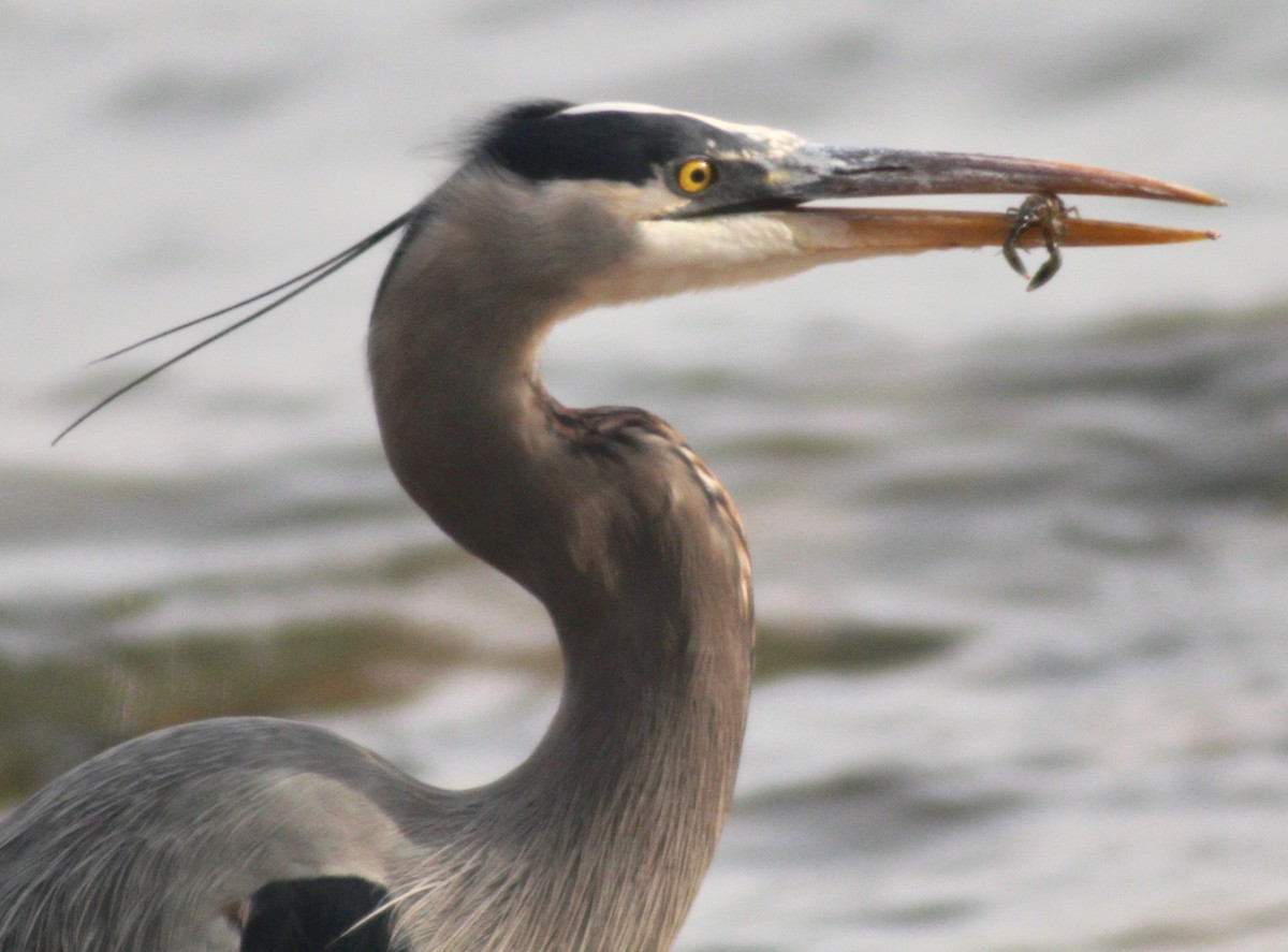 Great Blue Heron - David Brotherton, cc