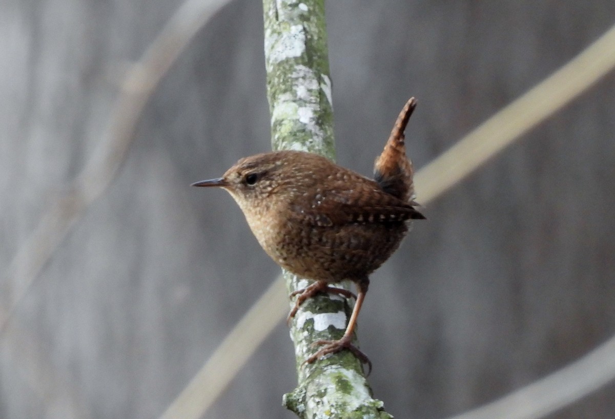 Winter Wren - ML613482976