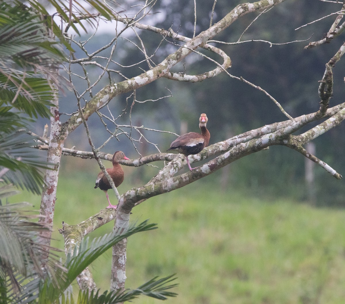 Black-bellied Whistling-Duck - ML613483031