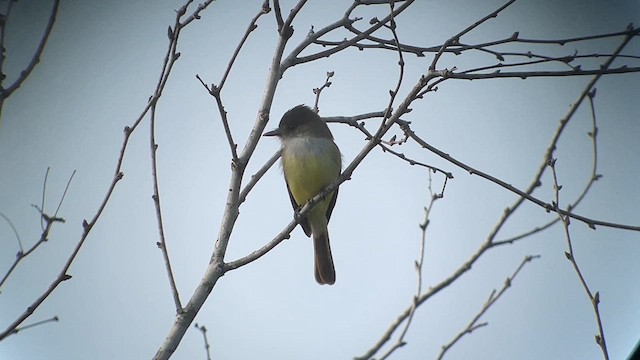 Dusky-capped Flycatcher - ML613483036