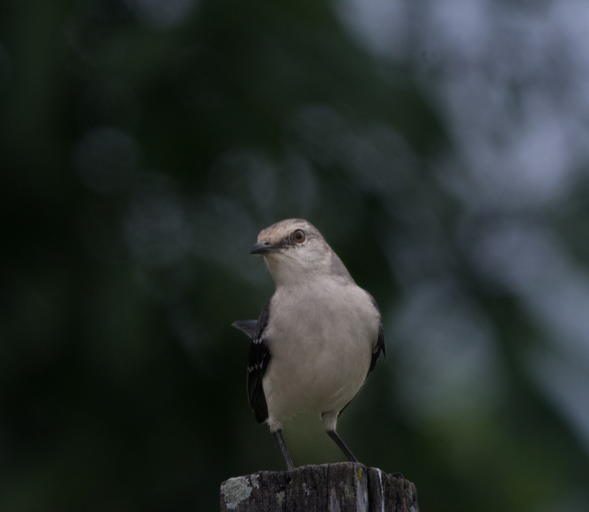 Tropical Mockingbird - ML613483058