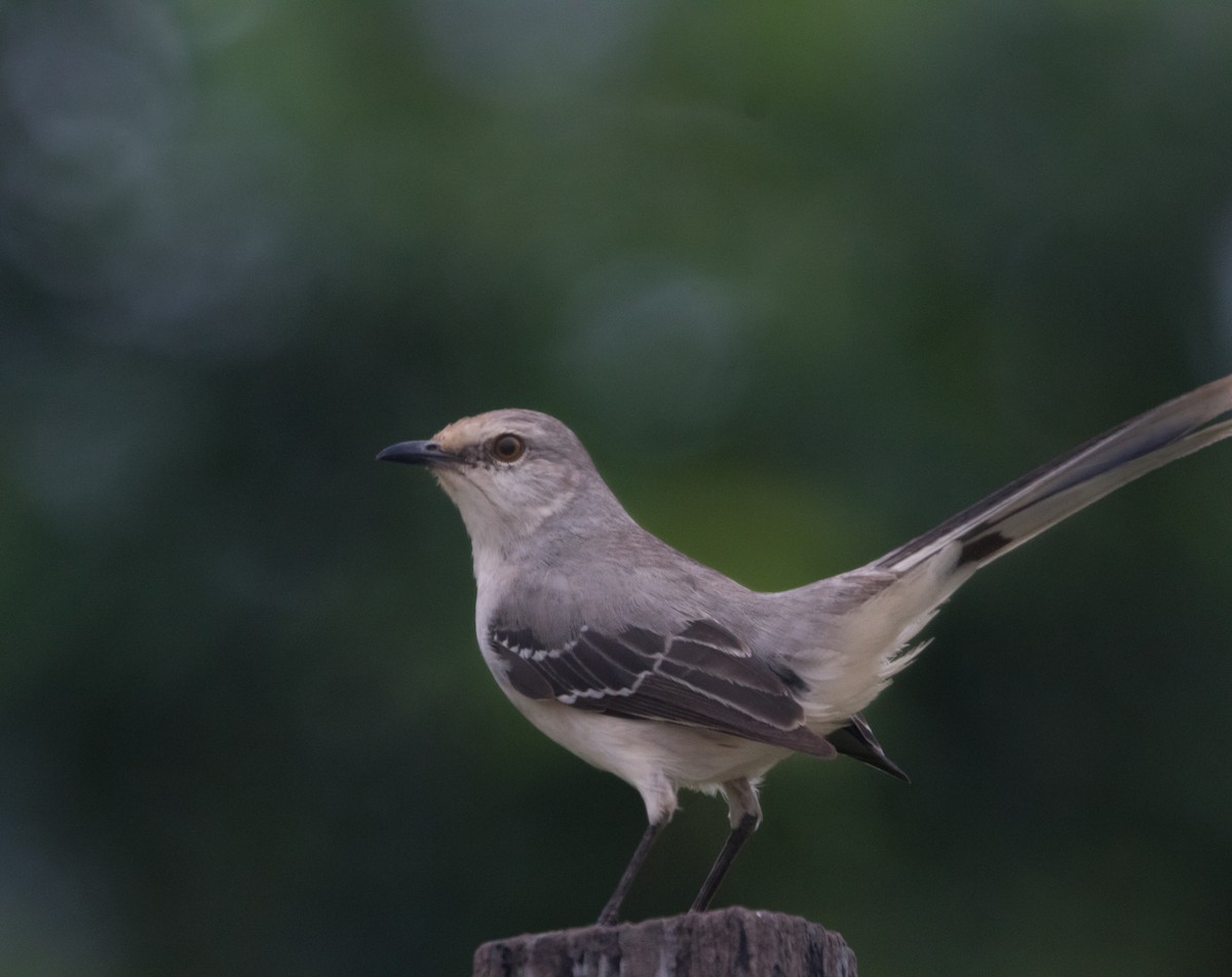 Tropical Mockingbird - ML613483060