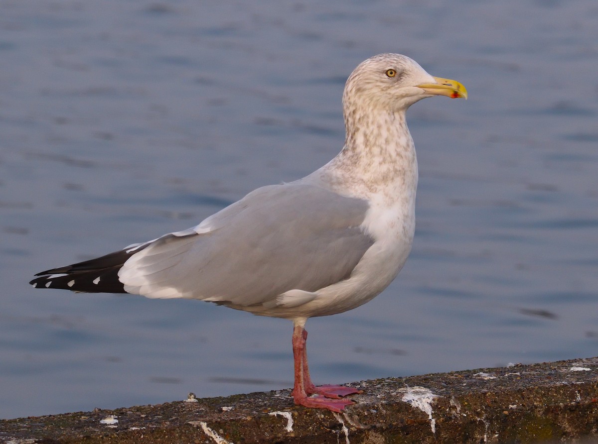 Мартин сріблястий (підвид smithsonianus) - ML613483066