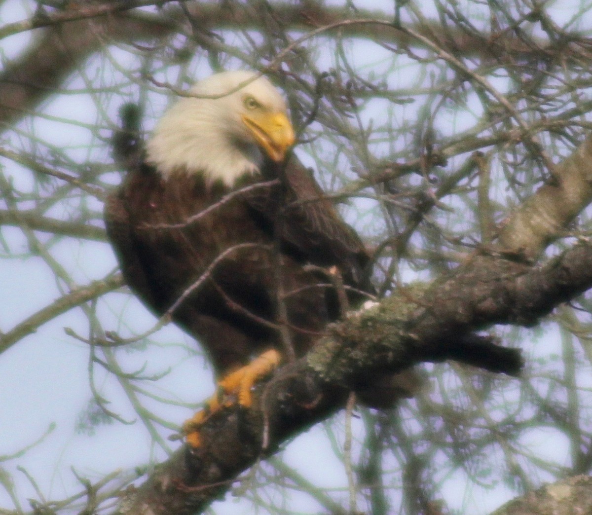 Weißkopf-Seeadler - ML613483181