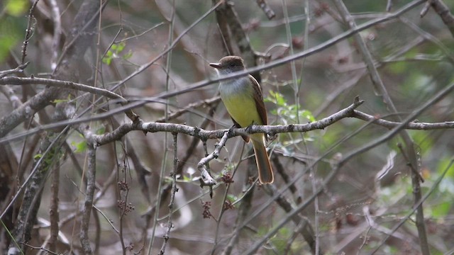 Dusky-capped Flycatcher (lawrenceii Group) - ML613483183