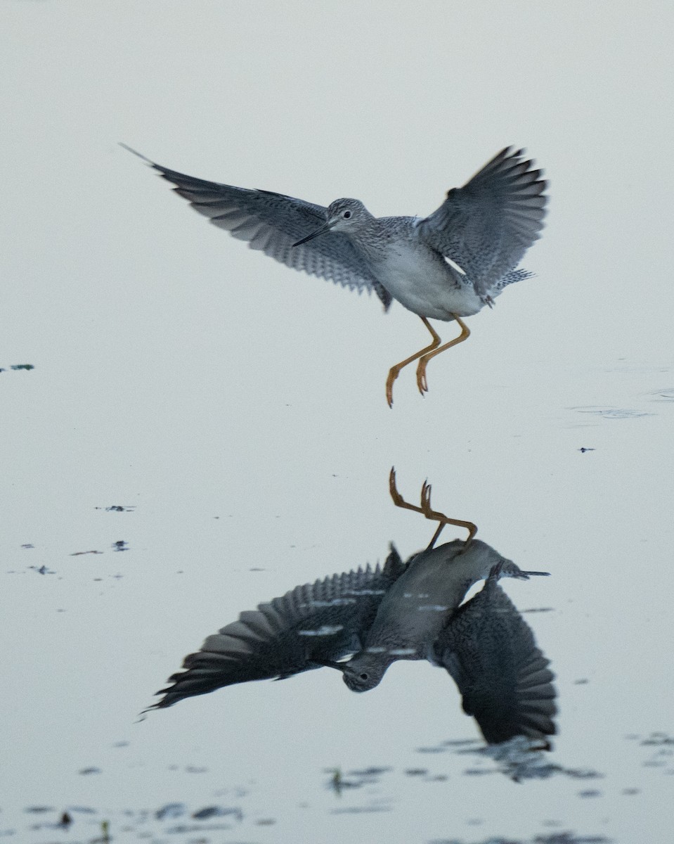 Greater Yellowlegs - ML613483267