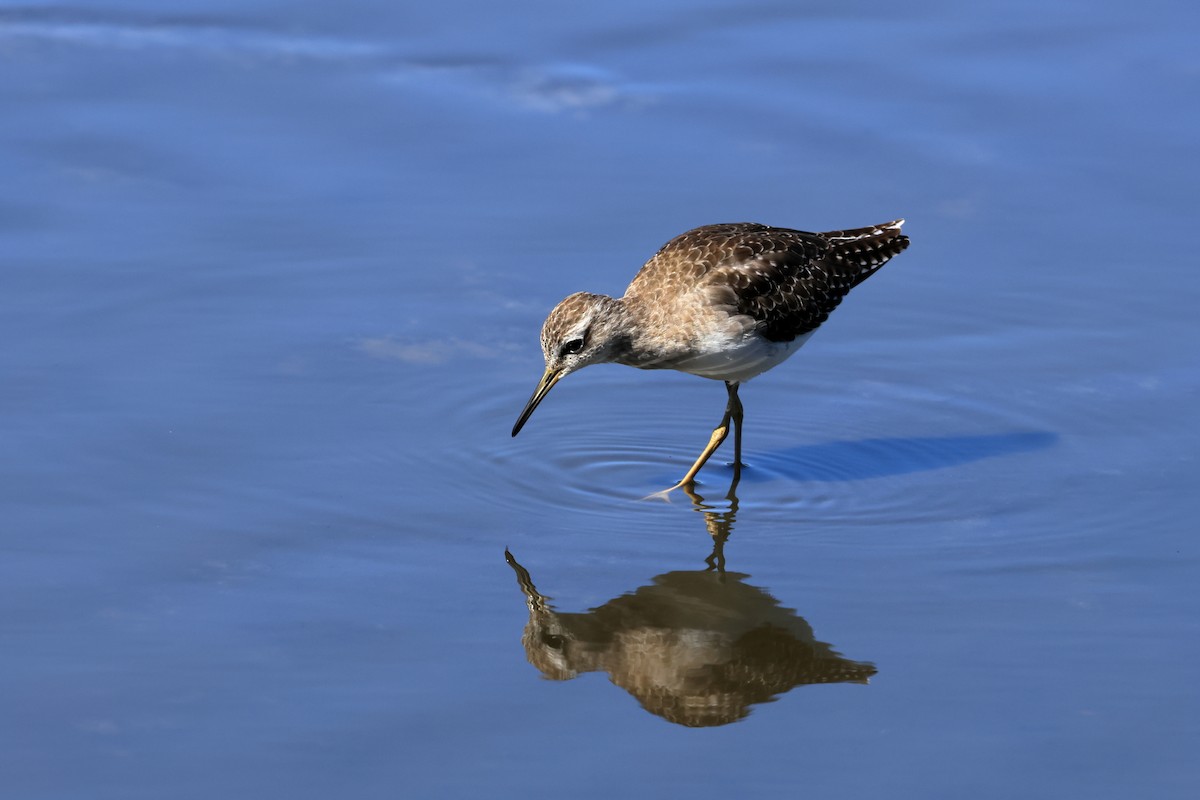 Wood Sandpiper - ML613483305