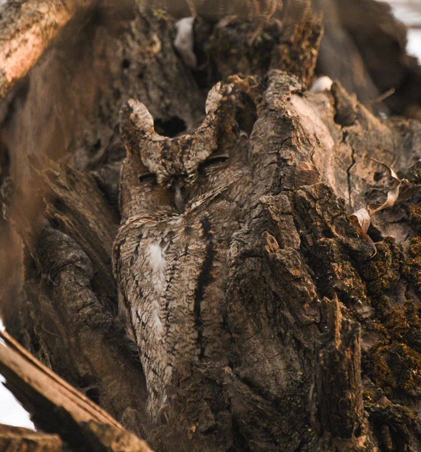 Collared Scops-Owl - ML613483338