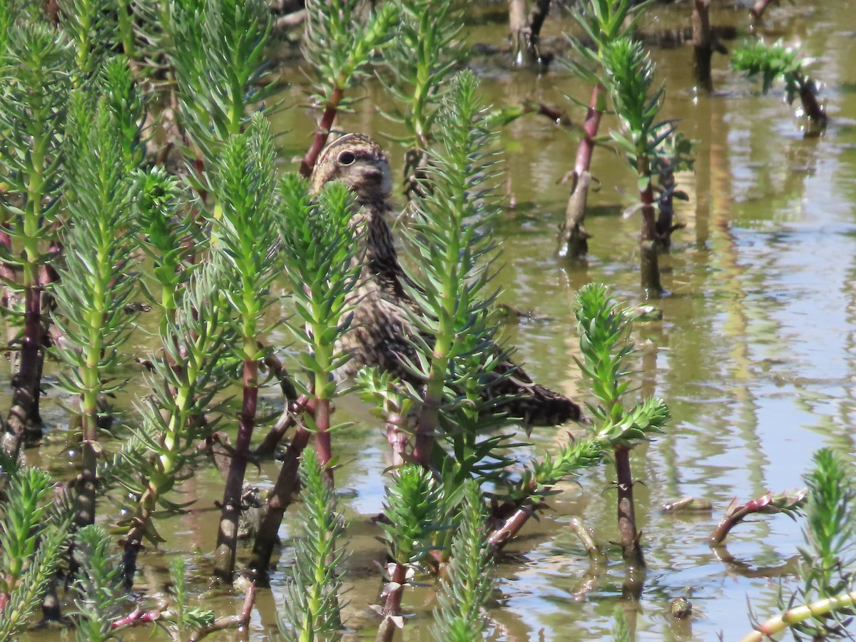 Magellanic Snipe - ML613483342