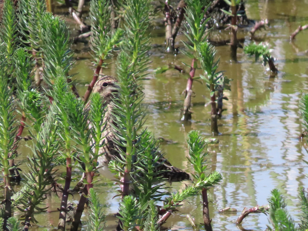 Magellanic Snipe - ML613483343