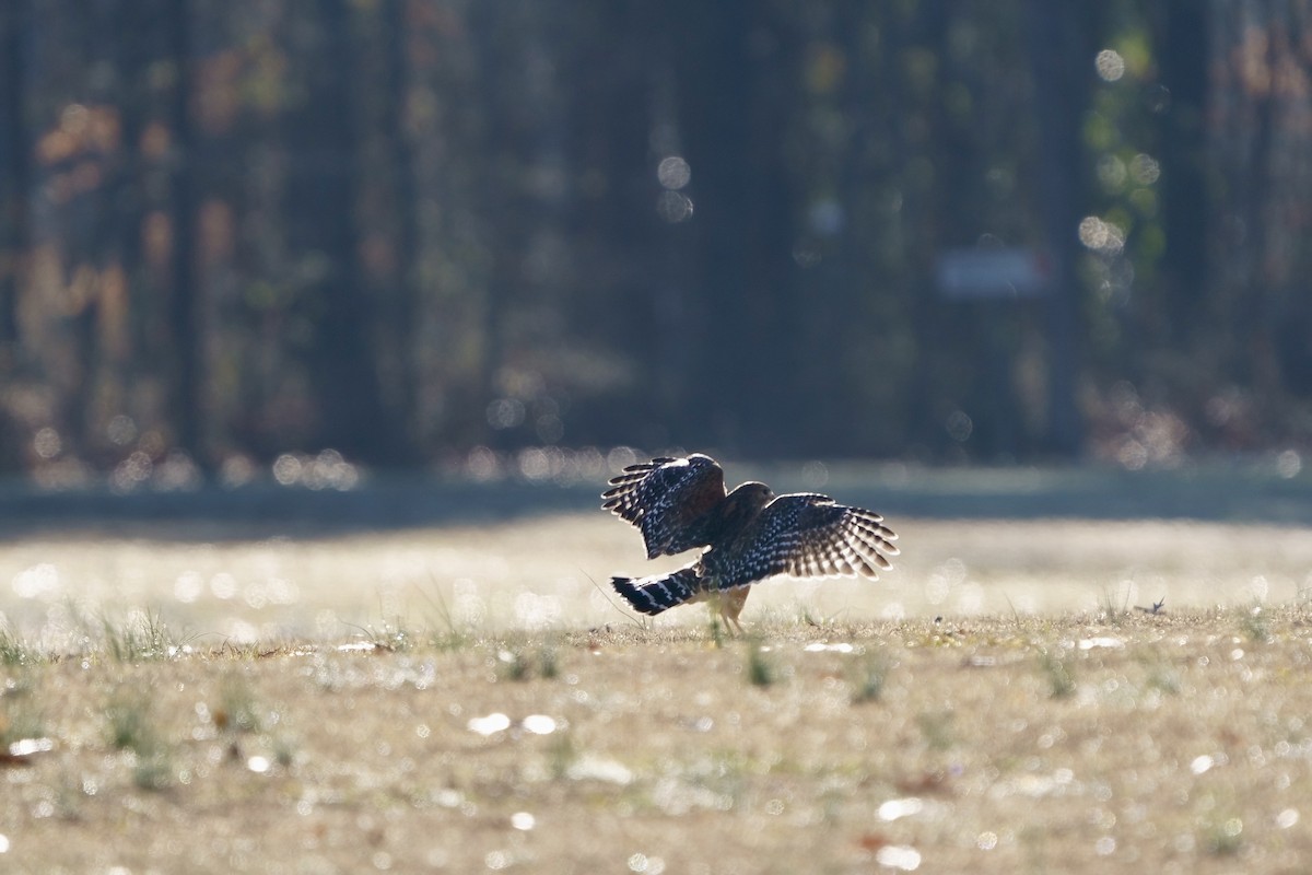 Red-shouldered Hawk - ML613483515