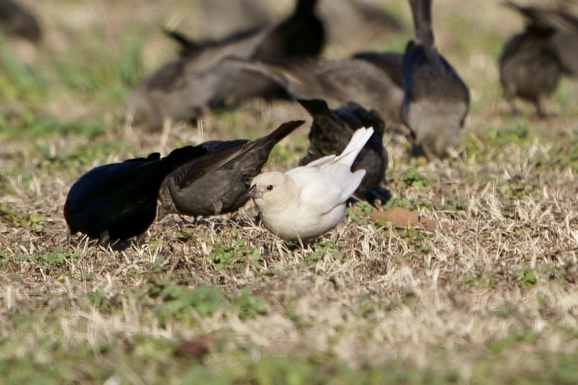 Brown-headed Cowbird - ML613483527