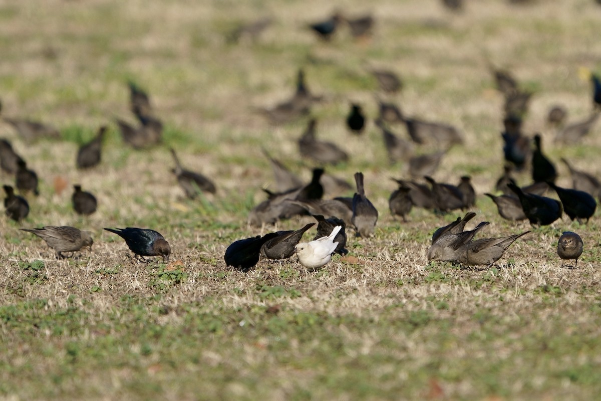 Brown-headed Cowbird - ML613483528