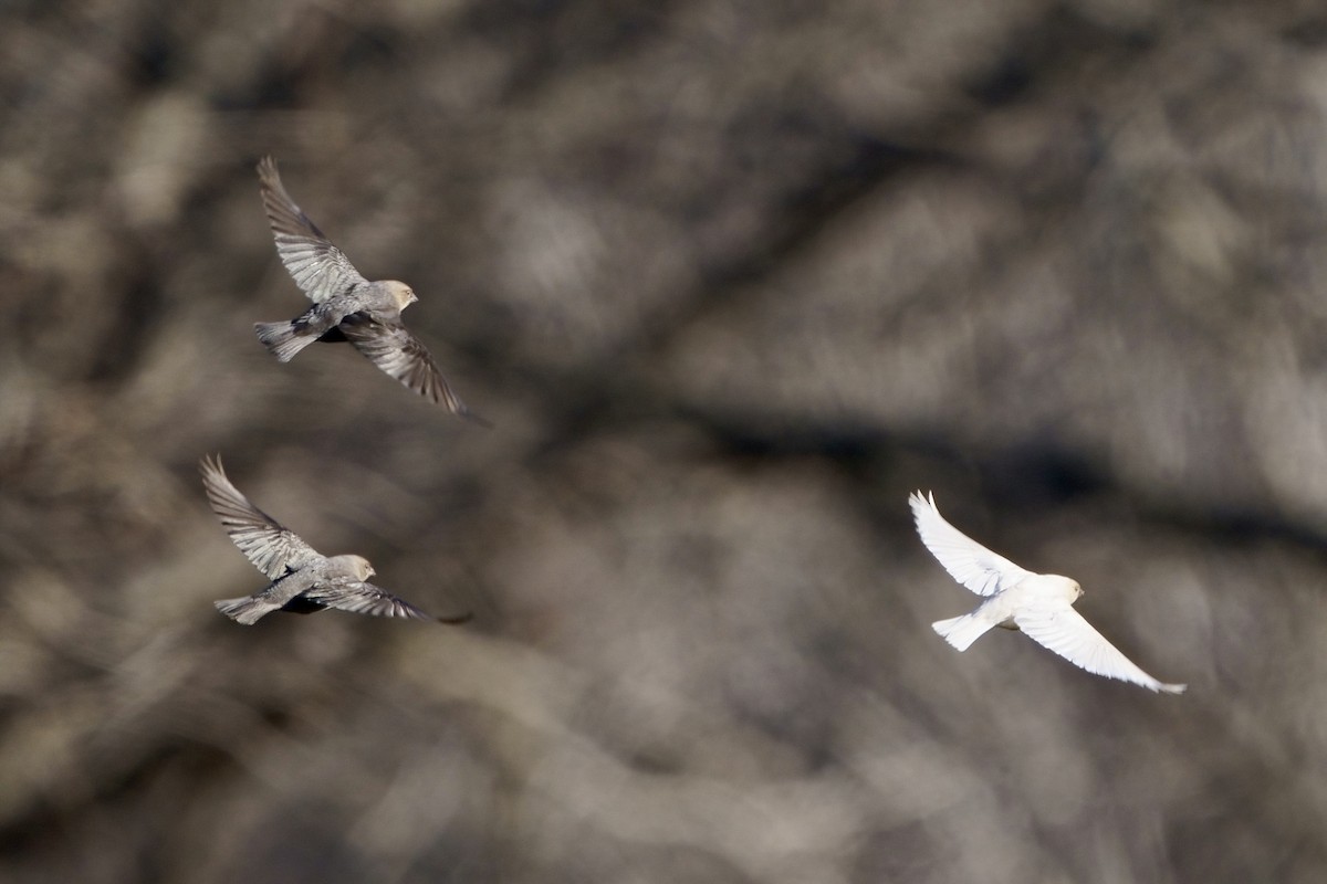 Brown-headed Cowbird - ML613483529