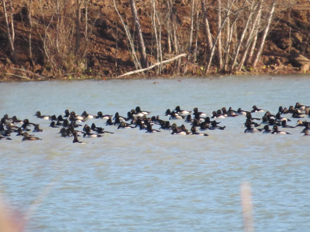 Ring-necked Duck - ML613483537