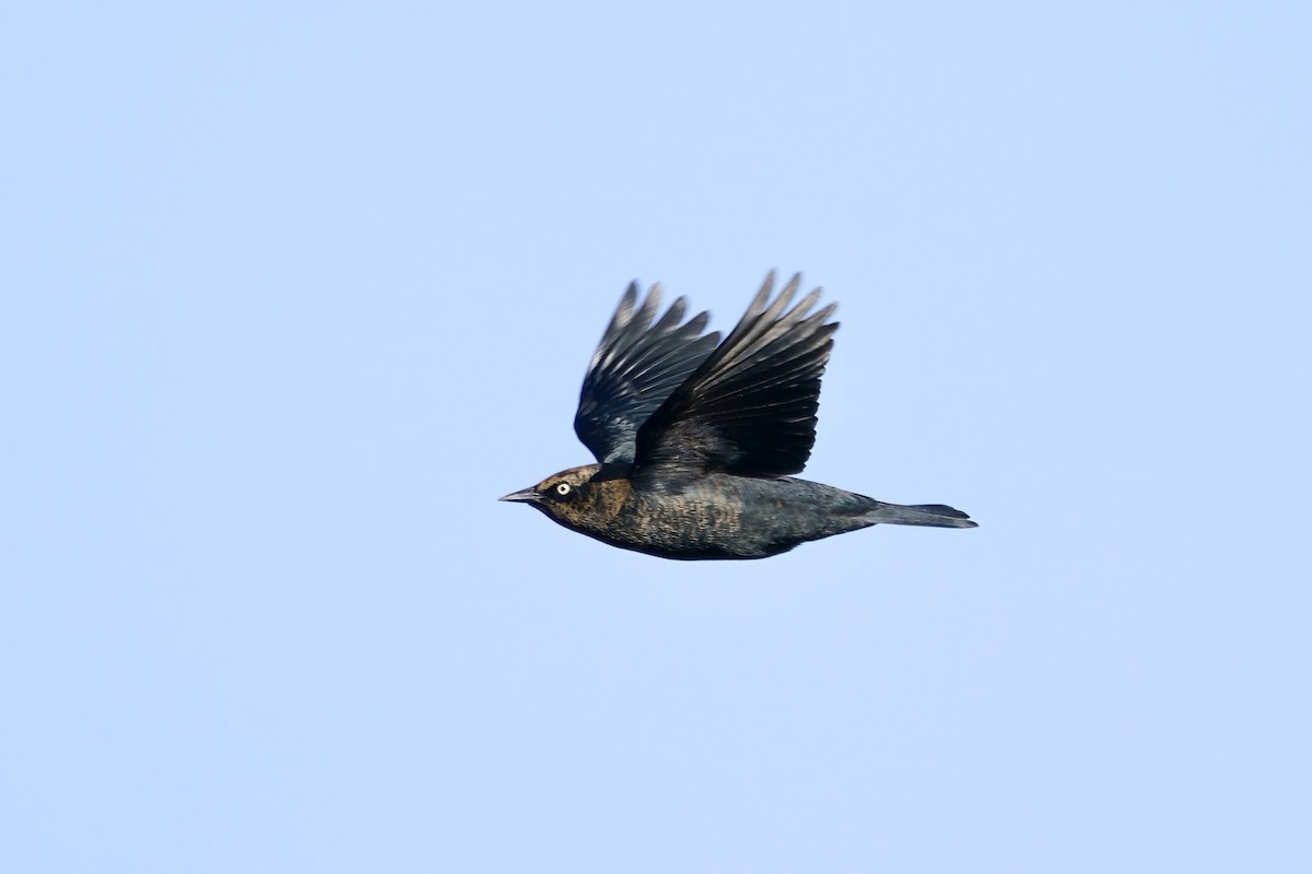 Rusty Blackbird - ML613483541