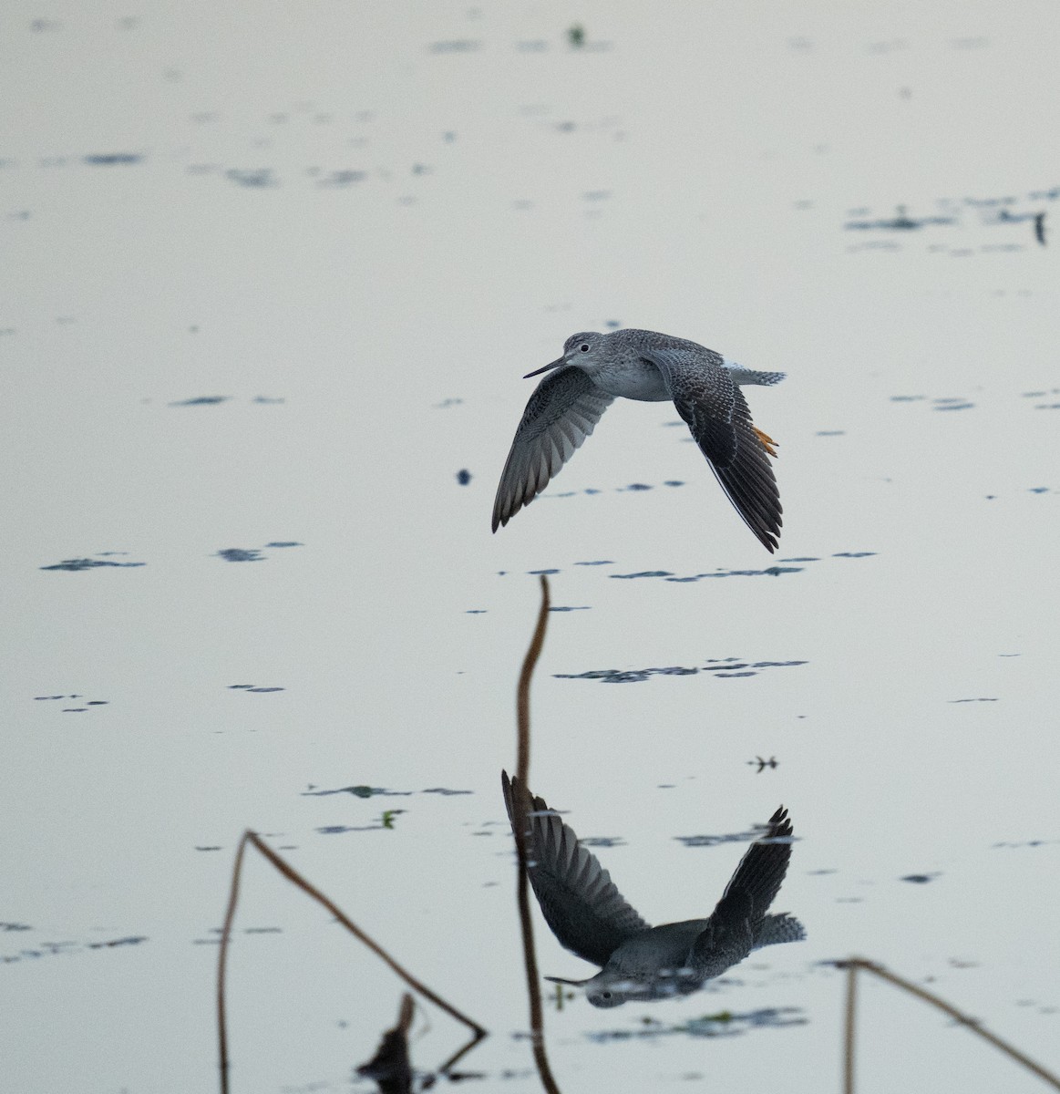 Greater Yellowlegs - A Birder