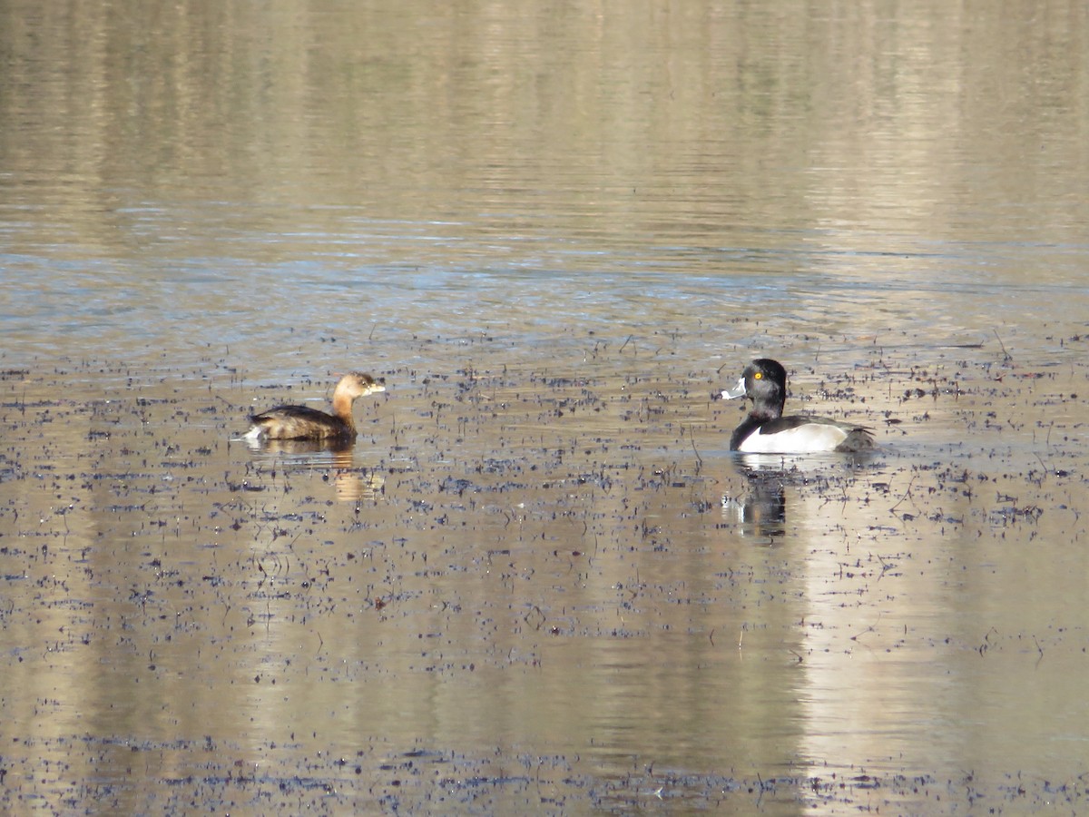 Pied-billed Grebe - ML613483642