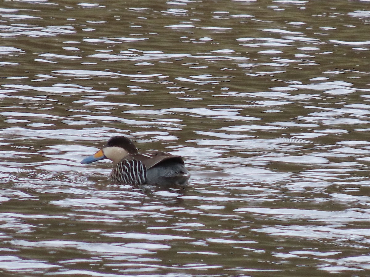 Silver Teal - Nelson  Contardo