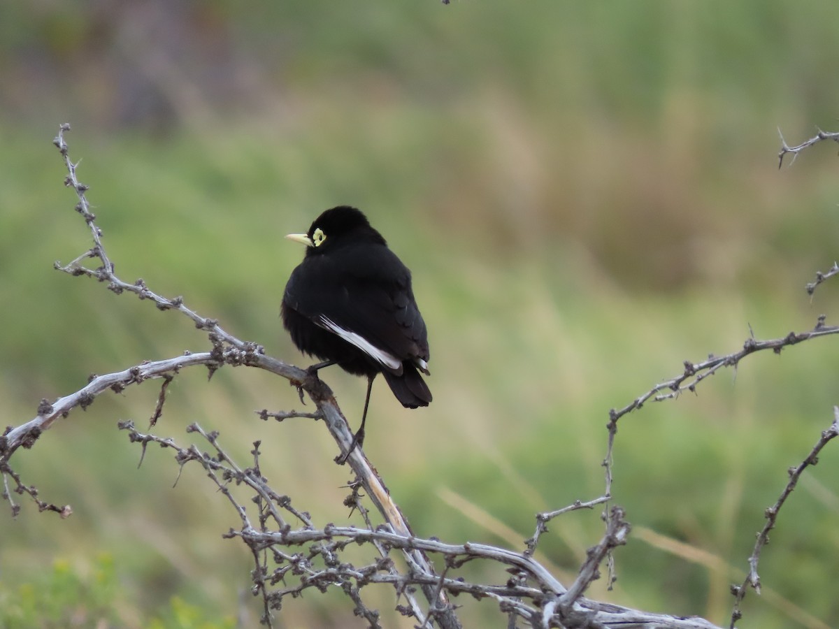 Spectacled Tyrant - ML613483664