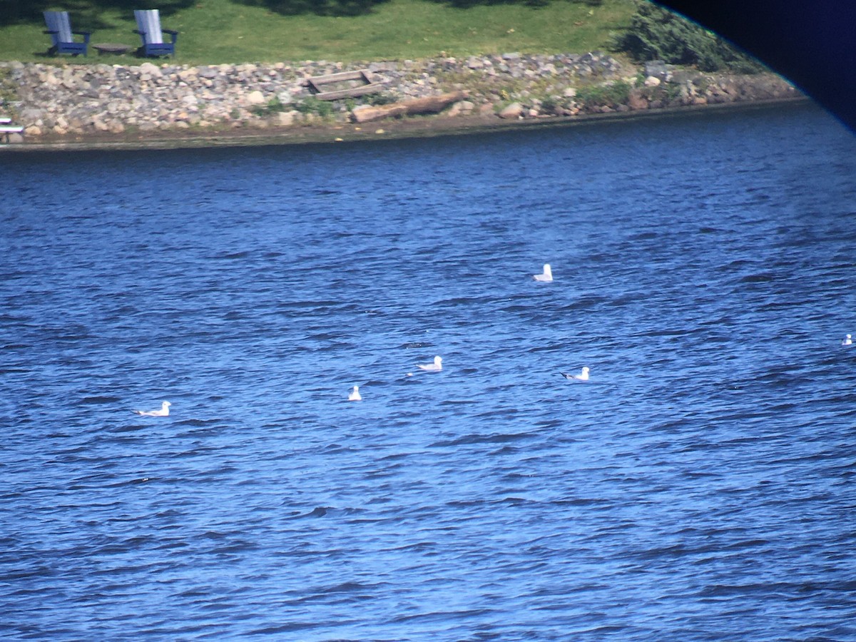 Mouette de Bonaparte - ML613483679