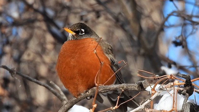 American Robin - ML613483683