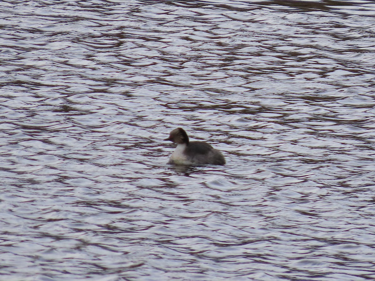 Silvery Grebe - Nelson Contardo