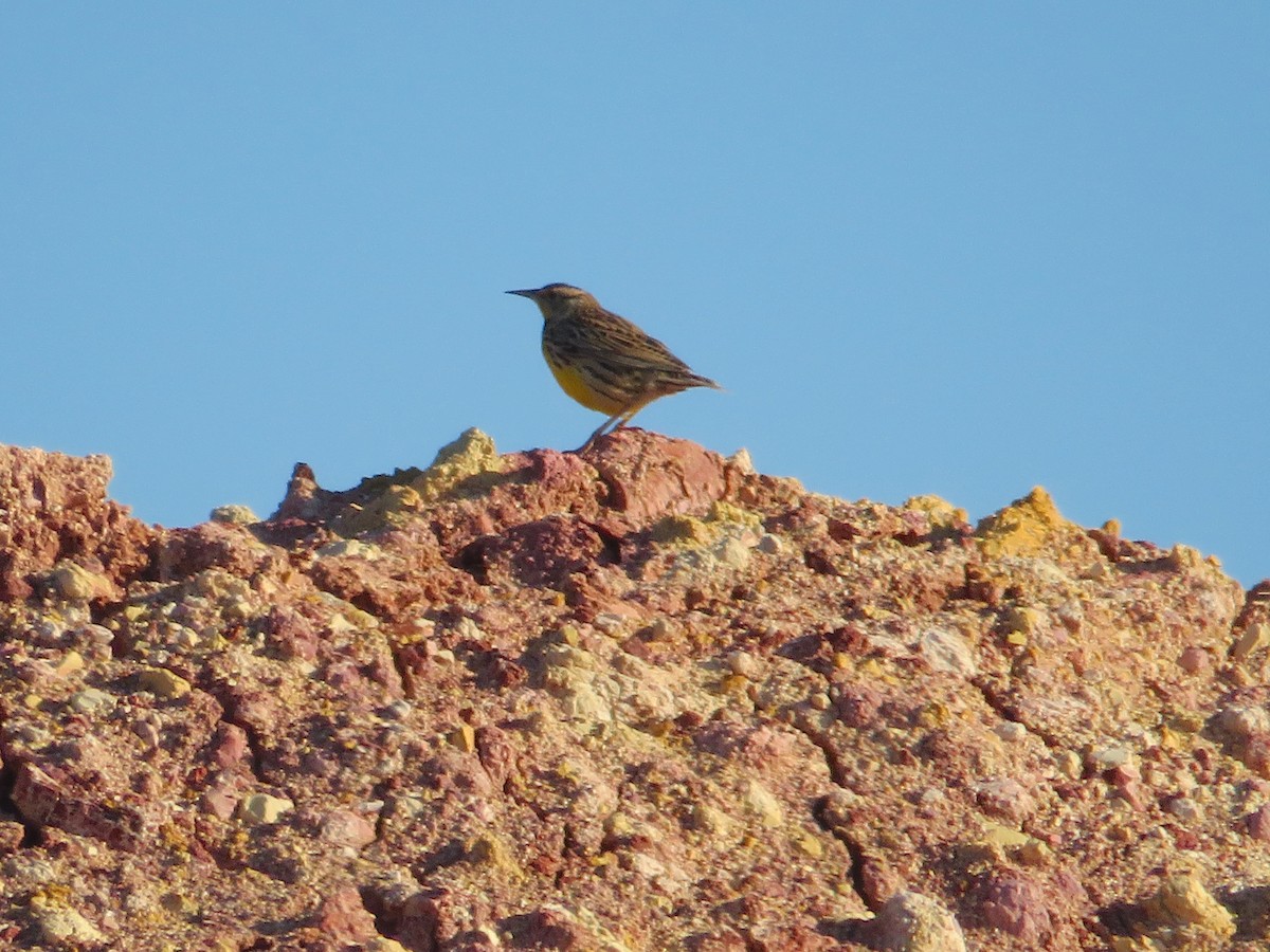 Eastern Meadowlark - ML613483713