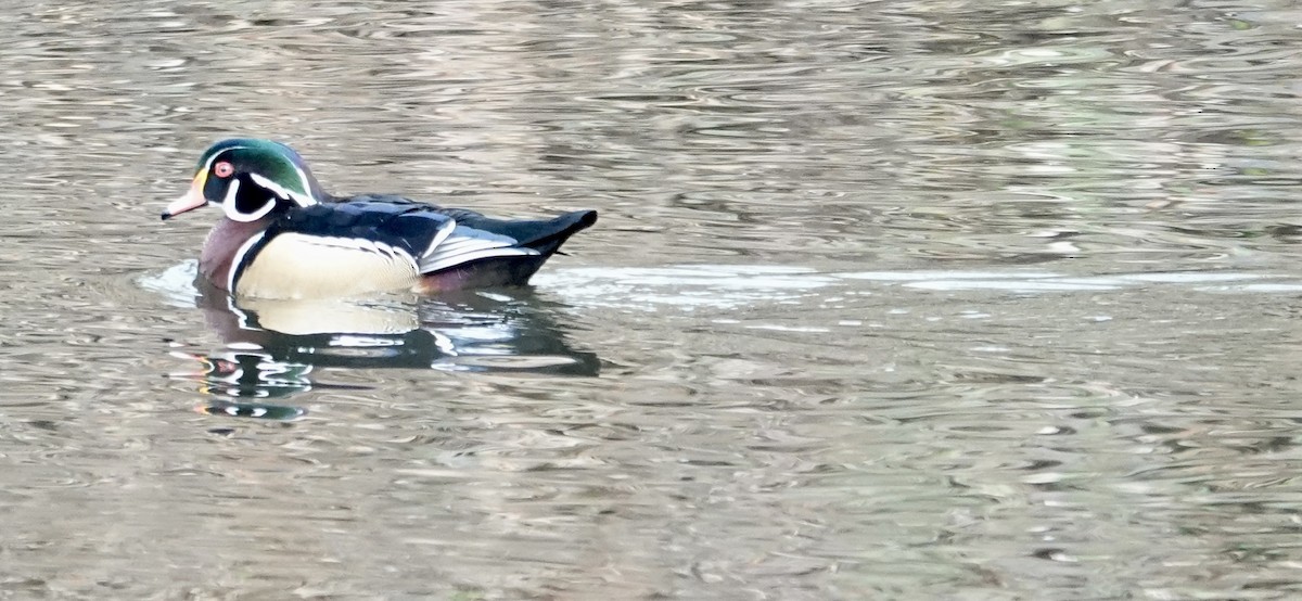 Wood Duck - Jolene Cortright