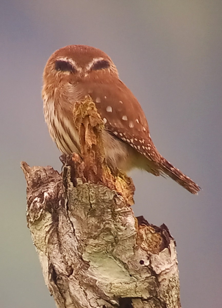 Ferruginous Pygmy-Owl - ML613483745