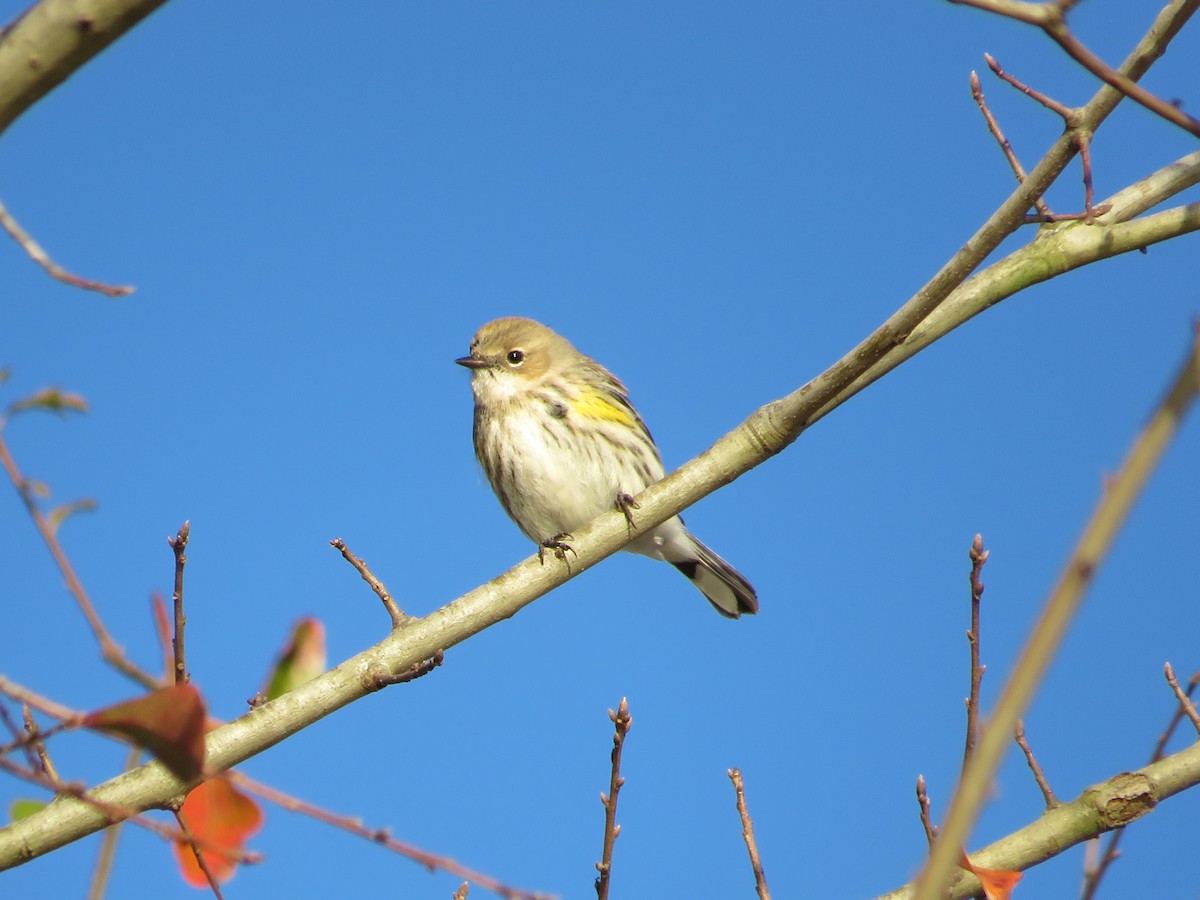 Yellow-rumped Warbler - Anne Thompson