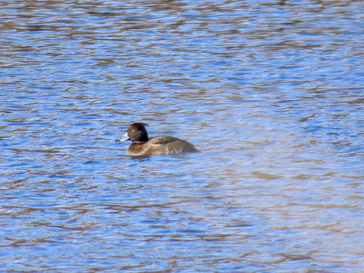 Tufted Duck - ML613483813