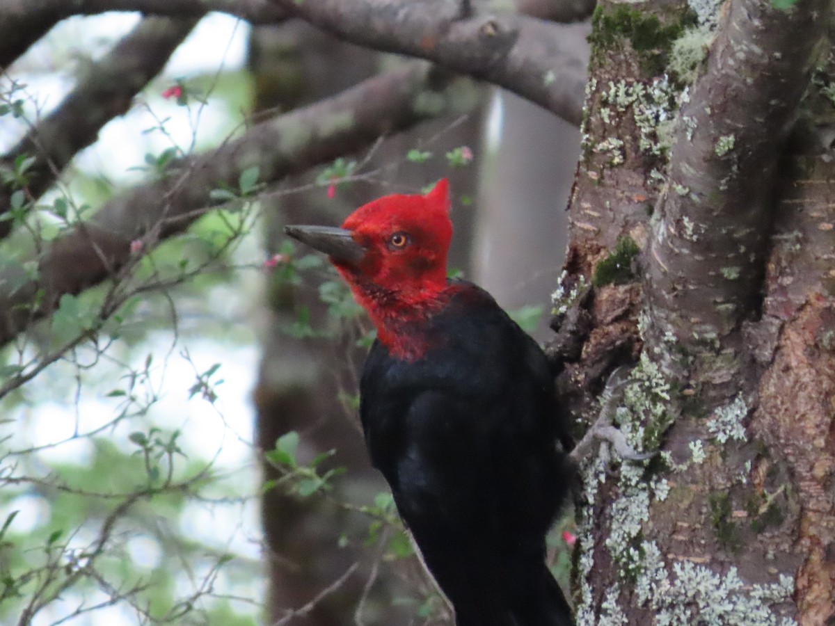 Magellanic Woodpecker - Nelson Contardo