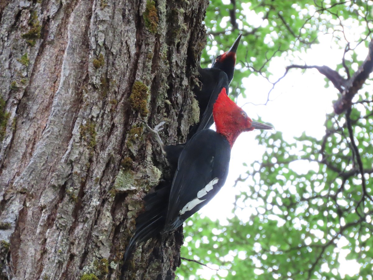 Magellanic Woodpecker - Nelson Contardo