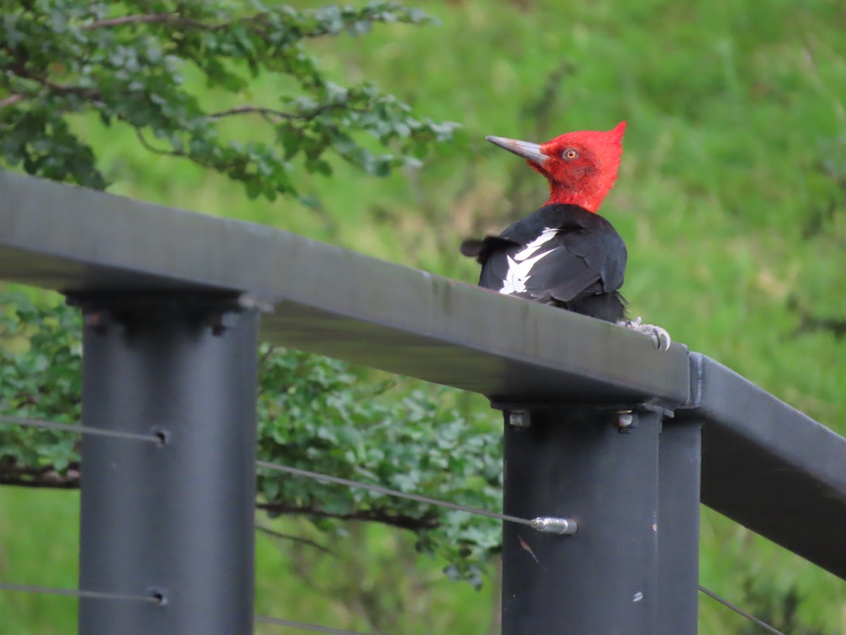 Magellanic Woodpecker - Nelson Contardo