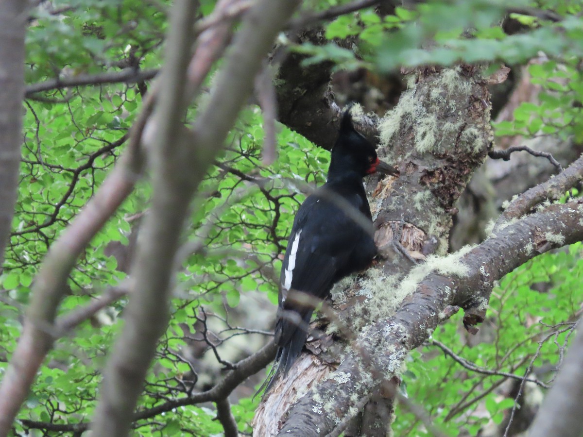 Magellanic Woodpecker - Nelson Contardo