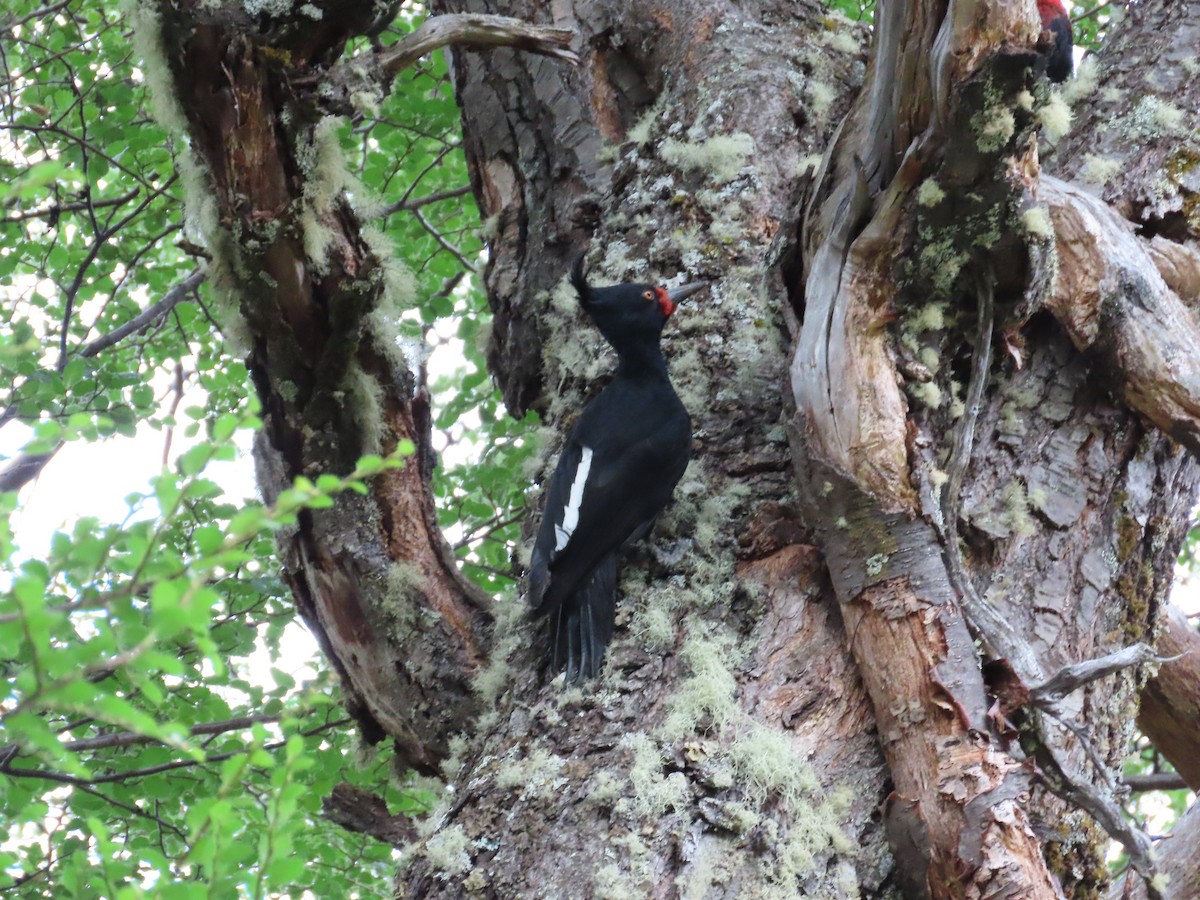 Magellanic Woodpecker - Nelson Contardo