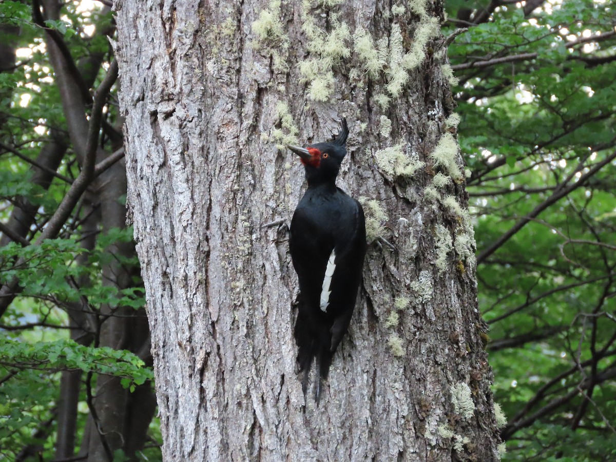 Magellanic Woodpecker - Nelson Contardo