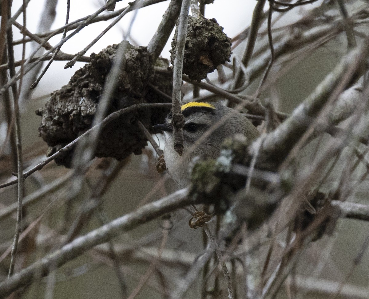 Golden-crowned Kinglet - Jennifer Miller