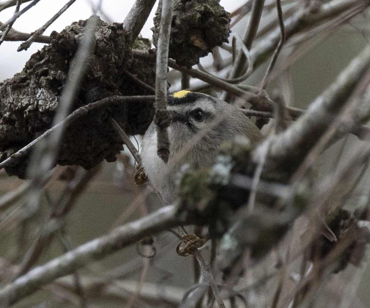 Golden-crowned Kinglet - Jennifer Miller