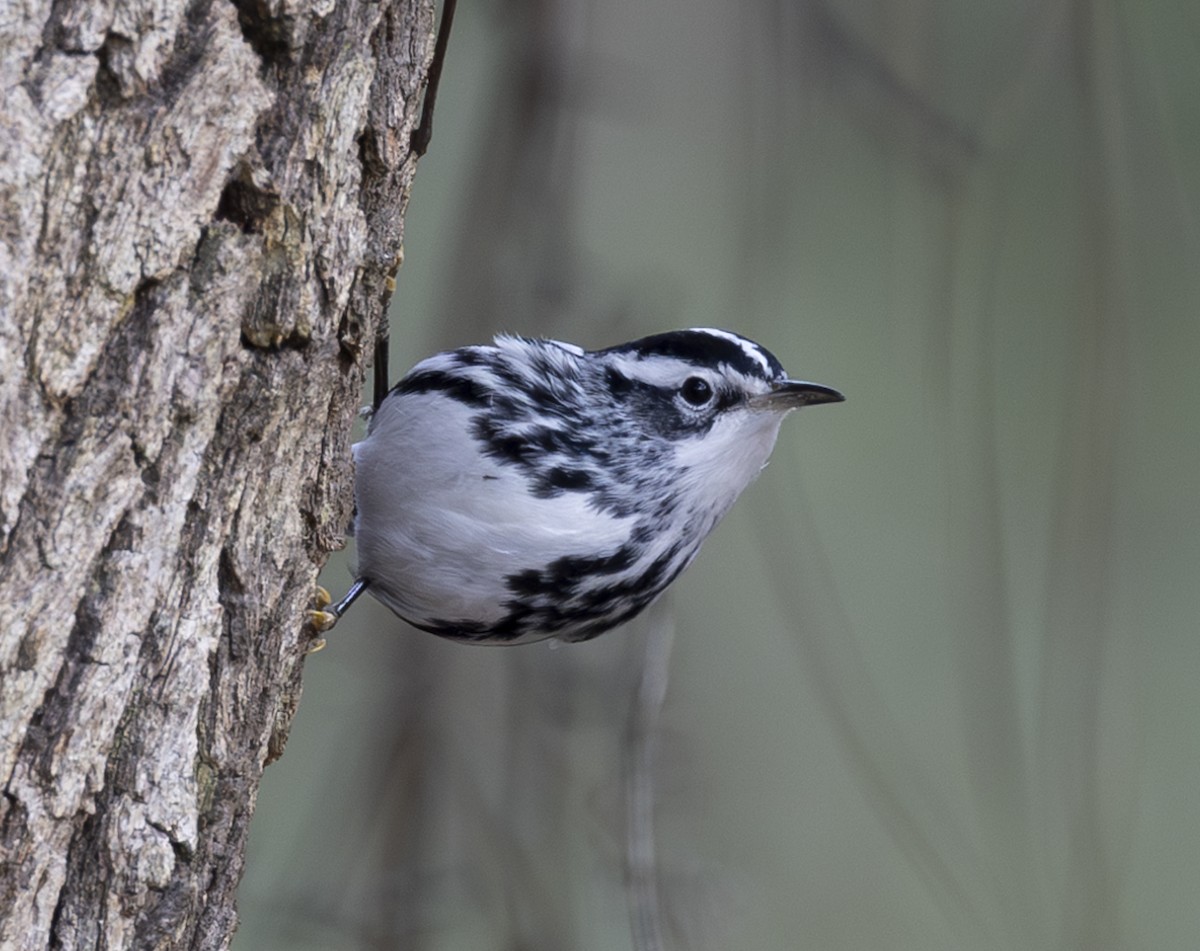 Black-and-white Warbler - ML613483925