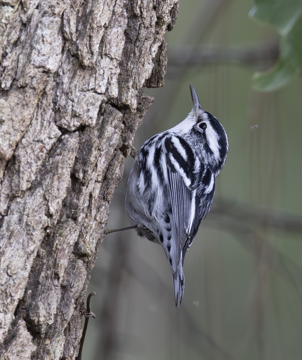 Black-and-white Warbler - ML613483926