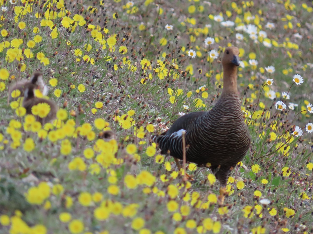 Upland Goose - ML613483960