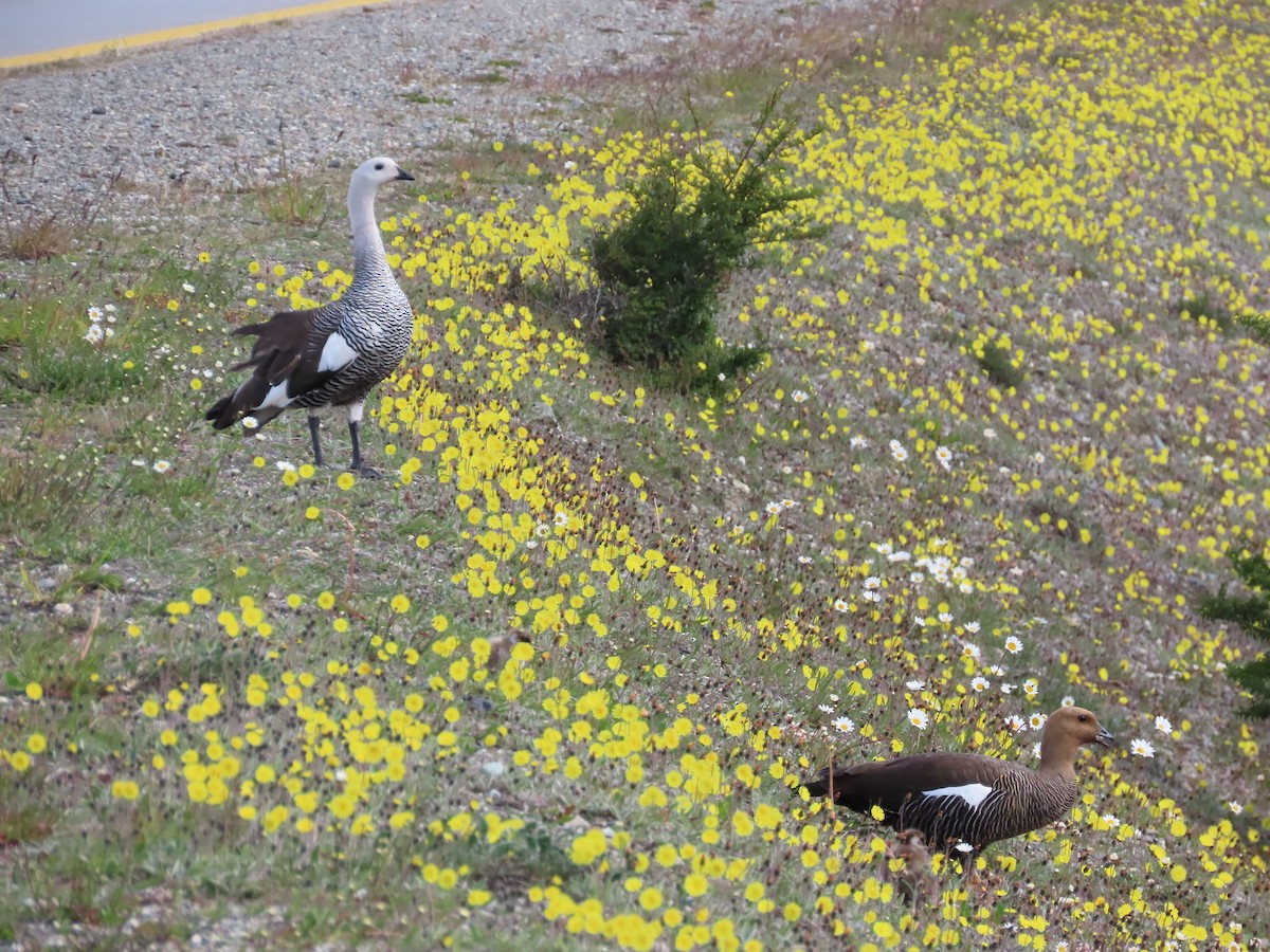 Upland Goose - ML613483961