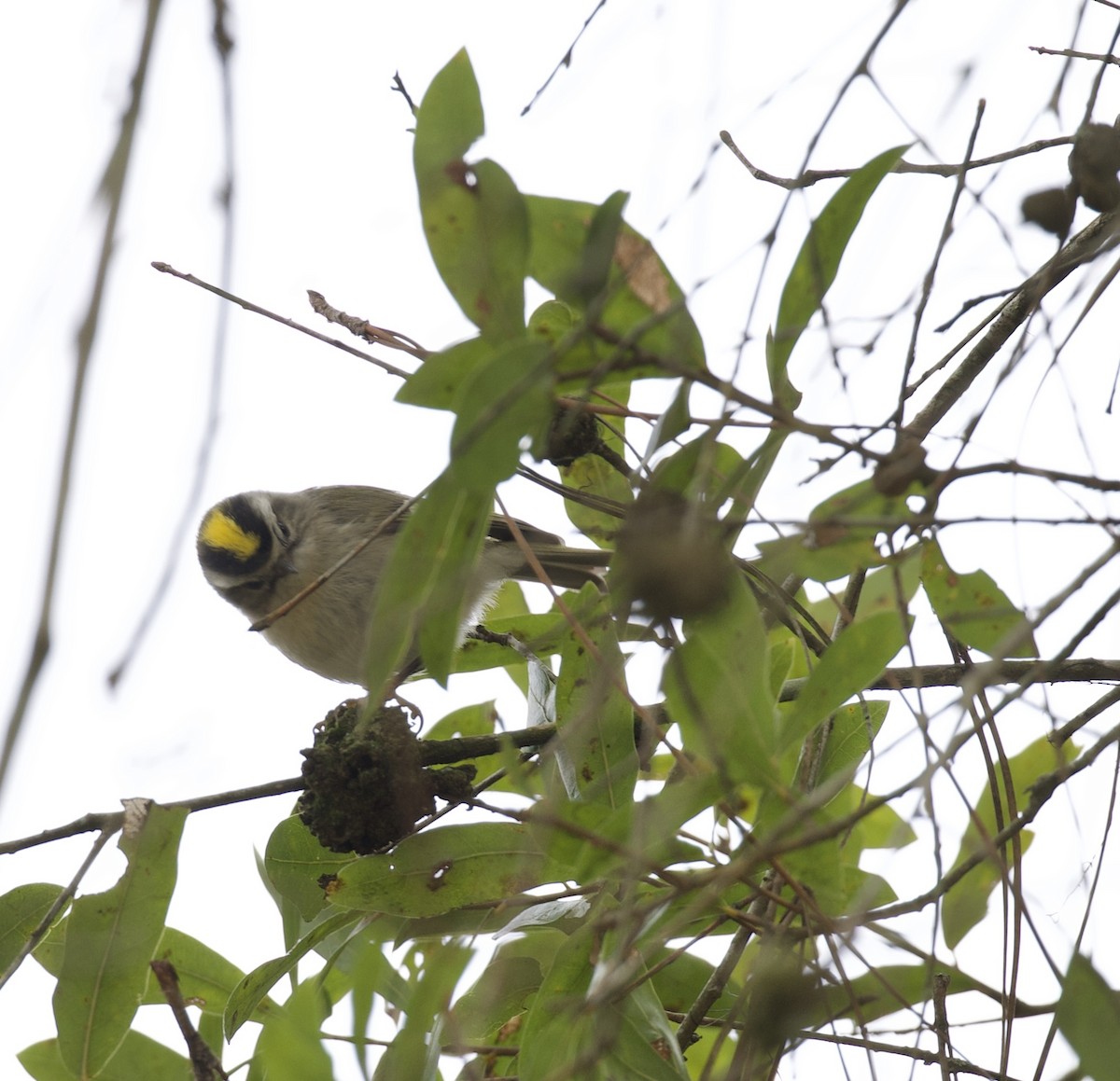 Golden-crowned Kinglet - nicole brogden