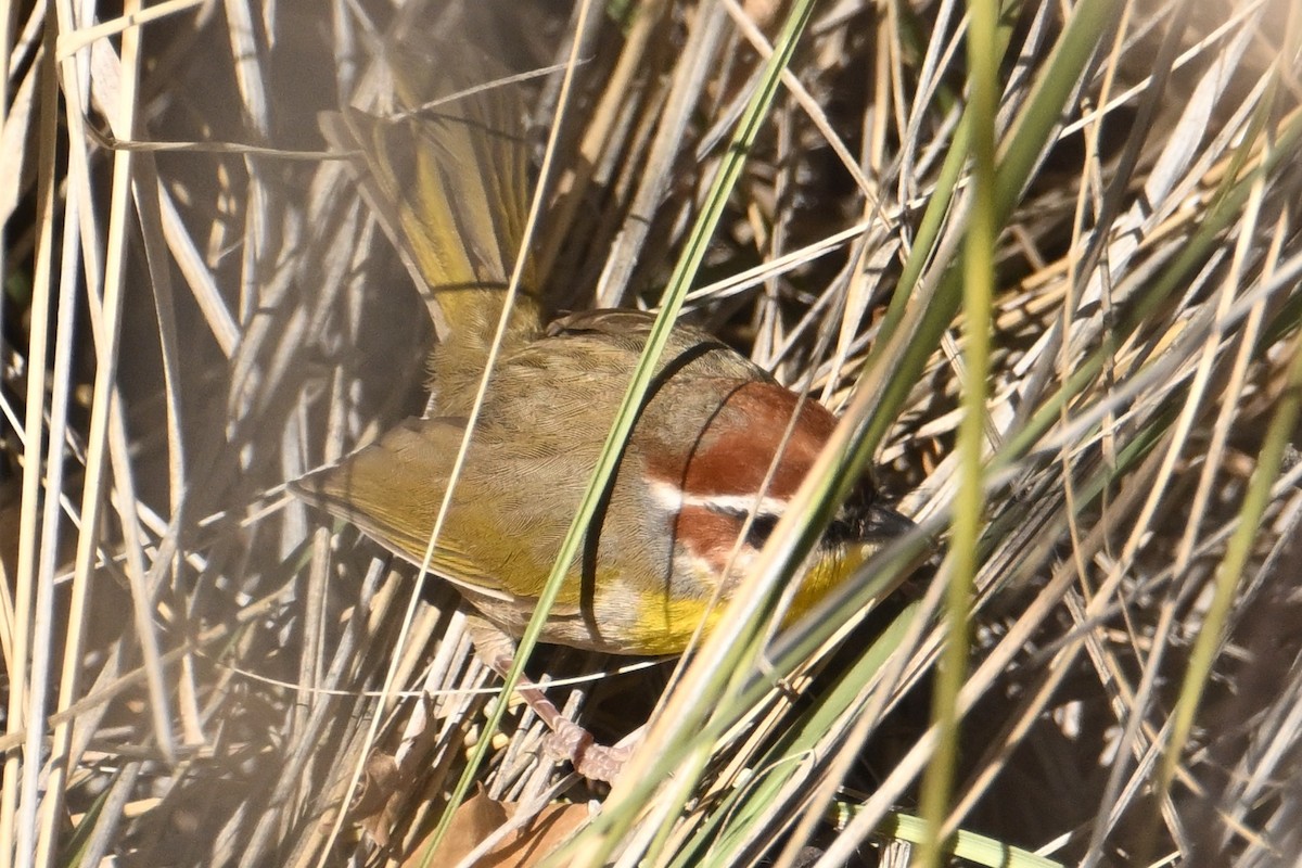 Rufous-capped Warbler - ML613484063
