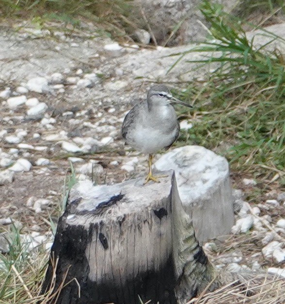 Gray-tailed Tattler - Breck Tyler